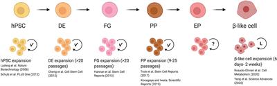 Harnessing Proliferation for the Expansion of Stem Cell-Derived Pancreatic Cells: Advantages and Limitations